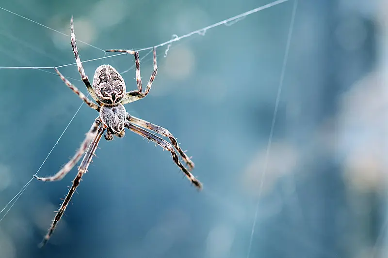 Najbardziej jadowity pająk - zagrożenie na ośmiu nogach